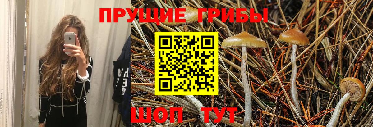 Псилоцибиновые грибы Psilocybine cubensis  Вход с VPN  Петрозаводск 